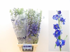 Delphinium Double Guardian Blue 90cm