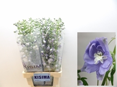 Delphinium Double Magic Fountains Lavender 80cm