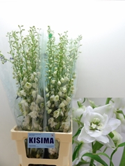Delphinium Double Candle White Shades 90cm