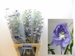 Delphinium Double Magic Fountains Lavender 100cm