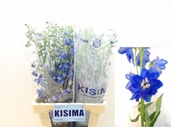 Delphinium Double Candle Blue Shades 70cm