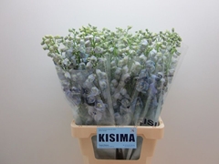 Delphinium Double Guardian Lavender 70cm