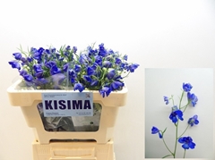 Delphinium Single Sunshine 50cm