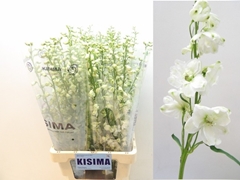 Delphinium Double Guardian White 90cm