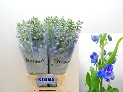 Delphinium Double Guardian Blue 80cm