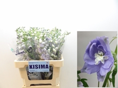 Delphinium Double Magic Fountains Lavender 60cm