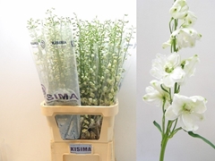 Delphinium Double Guardian White 100cm