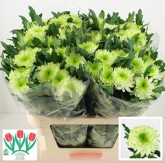 Chrysanth Single Zembla Lime 70cm 85gr.