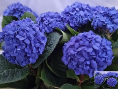 Hydrangea Pimpernel 80cm 18-20cm Hd