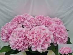 Hydrangea Verena 80cm 18-20cm Hd