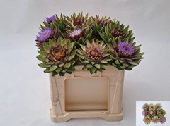 Cynara Green Globe 50cm