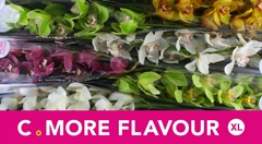 Cymbidium Mix 80cm