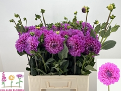 Dahlia Dezign Lavender Purple 60cm