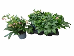 Helleborus Viv Victoria 17Ø 30cm