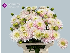Dahlia Pink Delight 60cm