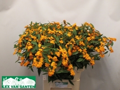 Euphorbia Fulgens Spray Sunstream 80cm 15cm Hd