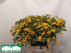 Euphorbia Fulgens Spray Sunstream 80cm 10cm Hd