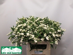 Euphorbia Fulgens Spray Quicksilver 80cm 10cm Hd