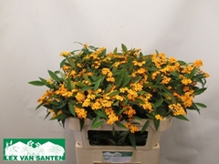Euphorbia Fulgens Spray Sunstream 75cm 5cm Hd