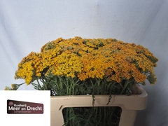 Achillea Terracotta 55cm