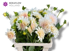 Dahlia Café Au Lait 60cm