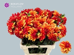 Dahlia Japlou 60cm