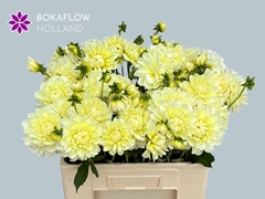 Dahlia Champagne 60cm