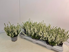 Calluna Callu Nova Arcticwhite 9Ø 20cm