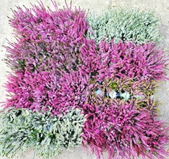 Calluna Callu Nova Mix 4 Colours 10Ø 17cm