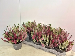 Calluna Callu Nova Mix 3 Colours 12Ø 22cm