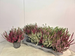 Calluna Callu Nova Mix 2 Colours 12Ø 22cm