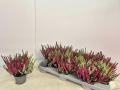 Calluna Callu Nova Mix 2 Colours 9Ø 18cm