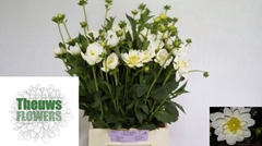 Dahlia White Onesta 50cm