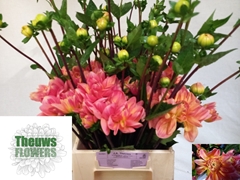 Dahlia Mister Frans 50cm
