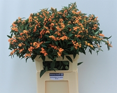 Euphorbia Fulgens Spray Sunstream 80cm 15cm Hd