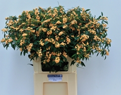 Euphorbia Fulgens Spray Salmonett 80cm 15cm Hd
