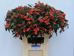 Euphorbia Fulgens Spray Red Surprise 80cm 15cm Hd