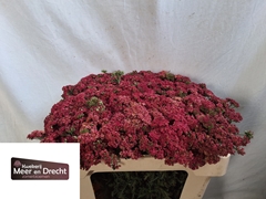 Achillea Sassy Summer Taffy 50cm
