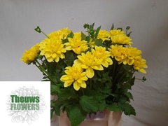 Dahlia Sunlady 45cm