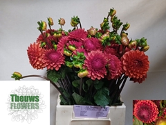 Dahlia Brown Sugar Fdm 50cm