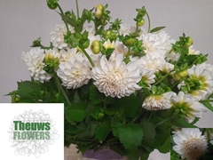 Dahlia Boom Boom White 50cm