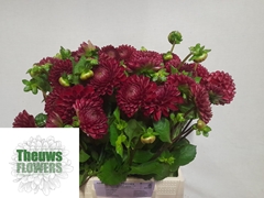 Dahlia Cornel 50cm