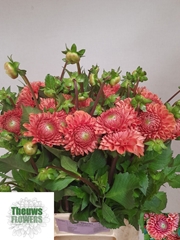 Dahlia Cornel Bronze 50cm