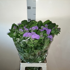 Ageratum Houstonianum Blue Planet 70cm