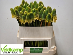 Kniphofia Magical Happy Halloween 75cm