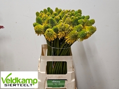 Kniphofia Magical Happy Halloween 70cm