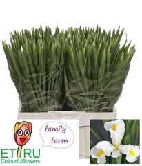 Iris White Magic 54cm 36gr.