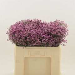 Limonium Sinense Tiffany Diamond 50cm 20gr.