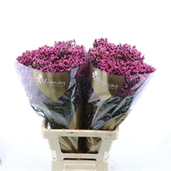 Limonium Sinense Tiffany Diamond 70cm 25gr.