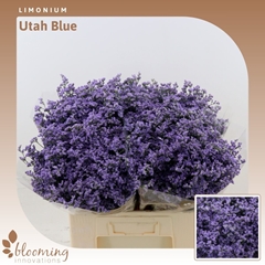 Limonium Utah Blue 60cm 20gr.